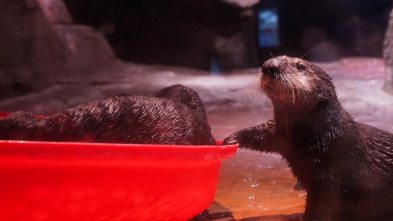The Aquarium (T2): Cuatro pollitos y contando