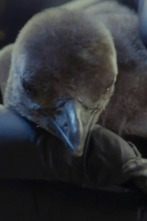 The Aquarium (T2): Cuatro pollitos y contando