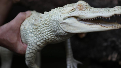 The Aquarium (T2): Cocodrilos fantasmas