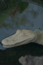 The Aquarium (T2): Cocodrilos fantasmas