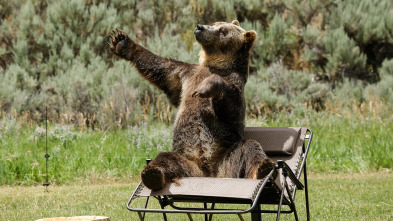 Imagen de Man Vs Bear (T1): Primera derrota de Bart - 2