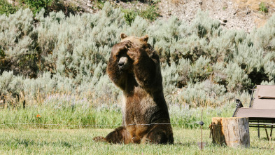 Man Vs Bear (T1): Instinto básico