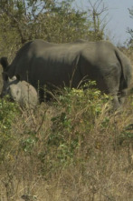 Wild Frank en África: Ep.6