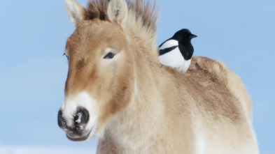 Imagen de Wild Mongolia: tierra...: Supervivientes del desierto - 1