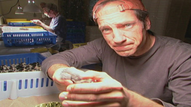 Imagen de Dirty Jobs (T8): Animales asquerosos - 2