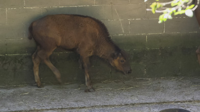 El zoo del Bronx (T5): Una nueva realidad