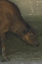 El zoo del Bronx (T5): Una nueva realidad