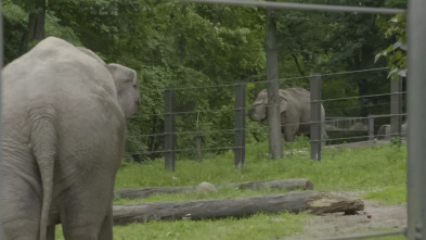 El zoo del Bronx (T5): El elefante vecino