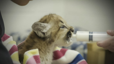 El zoo del Bronx (T5): Cachorros en Queens