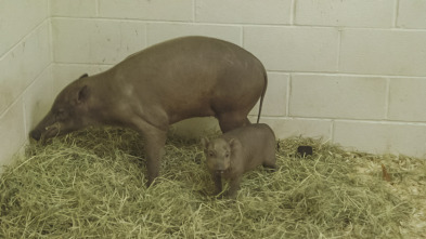 El zoo del Bronx (T5): El misterioso lechón