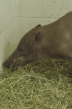 El zoo del Bronx (T5): El misterioso lechón
