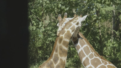 El zoo del Bronx (T5): Danza de jirafas