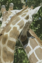 El zoo del Bronx (T5): Danza de jirafas