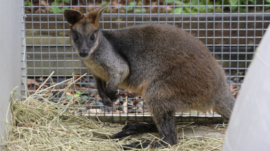 El zoo del Bronx (T5): Un cerdo guapo