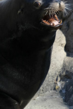 El zoo del Bronx (T5): Amor de lemur