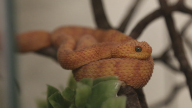 El zoo del Bronx (T5): Canguros en los árboles