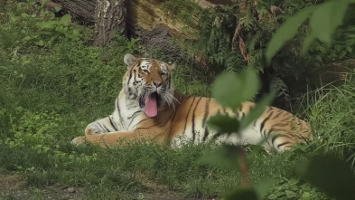 Imagen de El zoo del Bronx (T5): Gatos nuevos en el barrio - 2