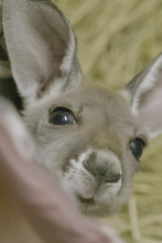 El zoo del Bronx (T5): Troody rebotando