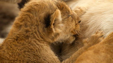 Imagen de Felinos noche y día  - 14
