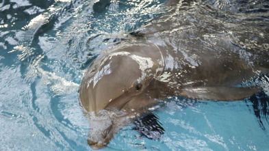 Imagen de The Aquarium (T1): Doctor delfín - 2