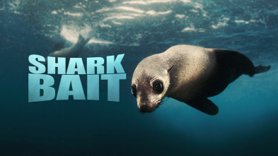 Imagen de Cebo para tiburones - 2