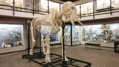 Misterios en el museo: Mascota presidencial