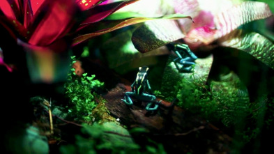 Terrarios XXL (T1): La familia de ranas del dardo venenoso