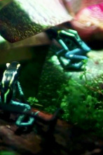 Terrarios XXL (T1): La familia de ranas del dardo venenoso