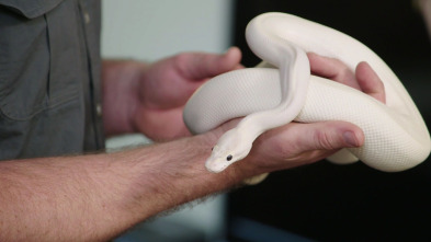 Terrarios XXL (T1): La princesa y la serpiente pitón