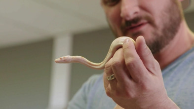 Terrarios XXL (T1): Territorio de la serpiente samurái