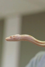 Terrarios XXL (T1): Territorio de la serpiente samurái