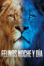 Imagen de Felinos noche y día  - 1