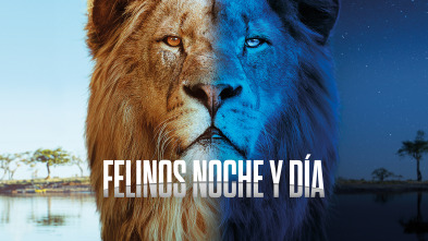 Imagen de Felinos noche y día  - 2