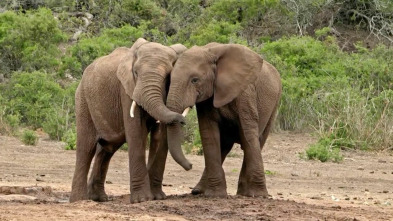Imagen de ¿Cómo lo hacen? Mundo...: Trompas de elefantes y animales antiguos - 2