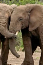 Imagen de ¿Cómo lo hacen? Mundo...: Trompas de elefantes y animales antiguos - 1