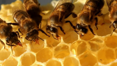 Imagen de ¿Cómo lo hacen? Mundo...: Insectos espaciales y mapas mentales de las ardillas - 2