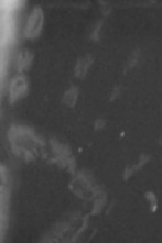 Imagen de Mi casa está... (T4): Ley y desorden - 1