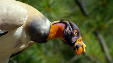 Imagen de El zoo del Bronx (T3): Los reyes de reinas - 2