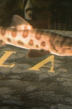 Acuarios XXL (T1)