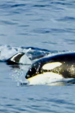 Imagen de Pesca radical: Nada excepto mamíferos - 1
