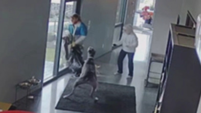 Imagen de Crímenes virales: Vigila a los perros - 2