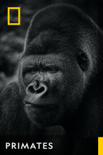 Imagen de Primates  - 1