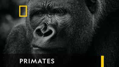 Imagen de Primates  - 2