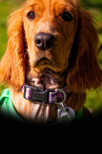 The Dog House (T5): Ep.2