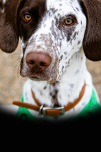 The Dog House (T5): Ep.6