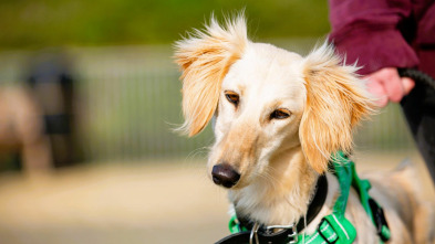 The Dog House (T5): Ep.9