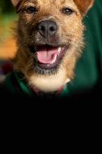 The Dog House (T4): Ep.1