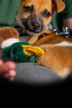 The Dog House (T4): Ep.5