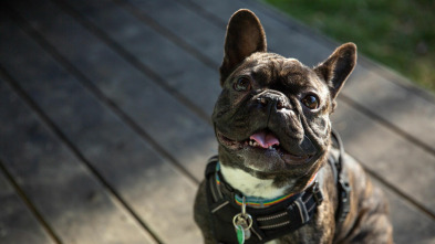 The Dog House (T4): Ep.6
