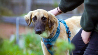 Imagen de The Dog House (T3): Ep.6 - 2